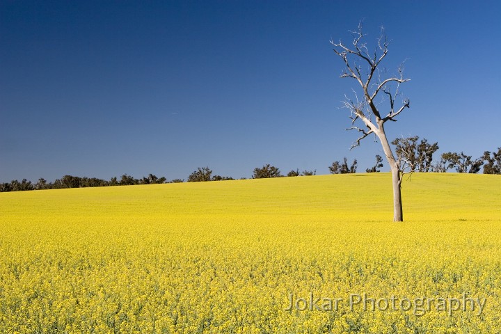 Cowra_20061002_261.jpg - Canola crop near Harden-Murrumburrah, NSW
